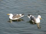 Notch-beaked Seagulls Notch-beaked Seagulls